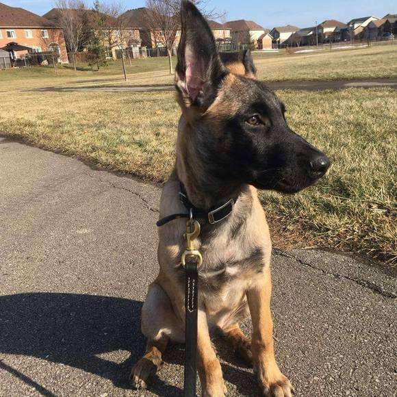 Meet your Posher, Robin - Picture 1 of 1